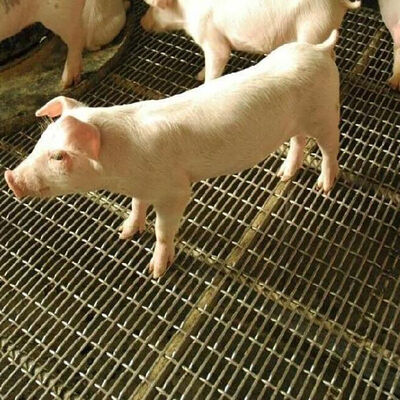 Ein guter Preis. Schlitz-Grizzly-Draht, quadratisches Loch, Sieb, Wellblech, schwarzes Eisen, Kohlenstoffblech, Edelstahl, gewebt, Weben, gekräuseltes Drahtgeflecht für Schweinewände Online